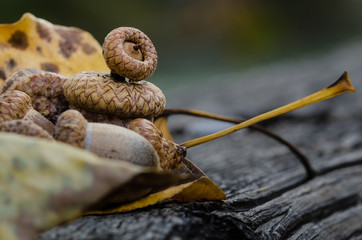 Acorns of Autumn Resting on Aged and Weathered Wood