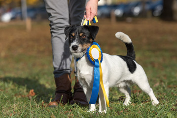Naklejka na ściany i meble Dog owner and winner cup bow - Jack Russell Terrier male 1,5 years old