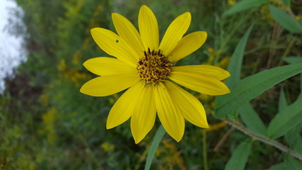 the yellow daisy
