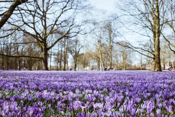 Fotobehang Krokus Spaziergang durch Husum  © Till Heidrich