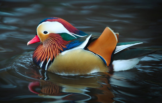 Mandarin Duck - Powered by Adobe