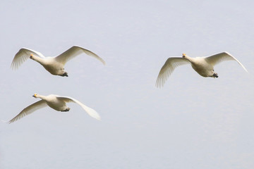 Obraz premium Hooper Swans in flight