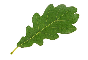 Green oak leaf isolated on a white background - obrazy, fototapety, plakaty