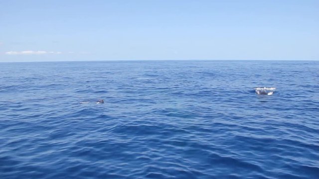 Whale dives near diver on water surface in Pacific ocean. Amazing animal. Unique video for film in blue sea of Roca Partida Island.