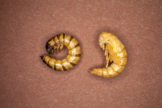 larvae Zophobas morio, superworm, zophobas. By comparison, rebirth