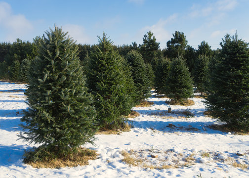 Christmas tree farm in rural America.