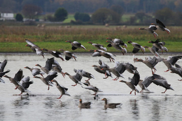 Greylag Geese in flight