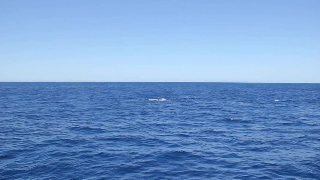 Whale tail near divers on water surface in Pacific ocean. Extreme interesting diving. Unique video for film in blue sea of Roca Partida Island.