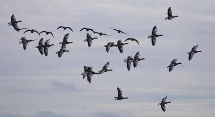 Greylag Geese in flight