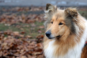 red dog breed collie for a walk.