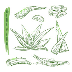 Sketch of aloe vera elements. Vector silhouettes of botanical plant. Realistic icons set use for a logo, label creation, cosmetic products advertesment or for a banner, poster design. - obrazy, fototapety, plakaty