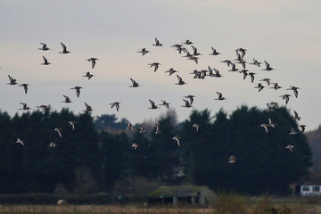 Flock of Black Tailed Godwits