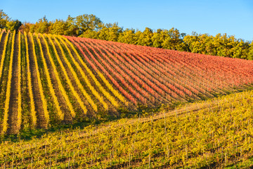 Fototapeta na wymiar Autumn vineyards in Tuscany, Chianti, Italy