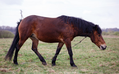 Obraz na płótnie Canvas brown horse on pasture