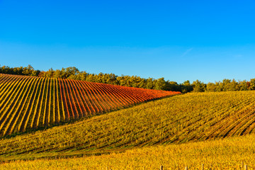 Autumn vineyards in Tuscany, Chianti, Italy