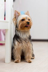 Yorkshire Terrier dog sitting on the floor