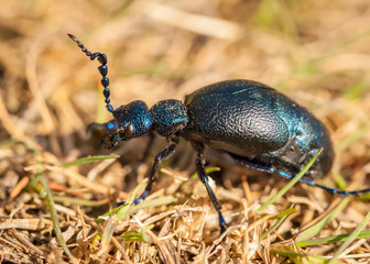 An oil beetle on a sunny day in spring