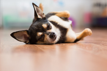Adult Toy Terrier sleeps on his back with his paws up