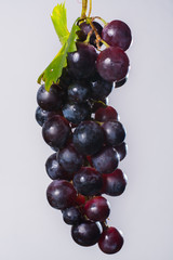 Bunch of large organic table dark grapes