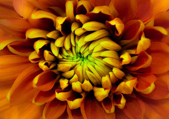 Orange sunflower with yellow and green center closeup