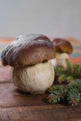 Wild edible raw mushrooms Boletus Edulis, tasty ingredient for many vegetarian dishes, close up..