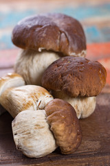 Wild edible raw mushrooms Boletus Edulis, tasty ingredient for many vegetarian dishes, close up..