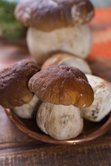 Wild edible raw mushrooms Boletus Edulis, tasty ingredient for many vegetarian dishes, close up..