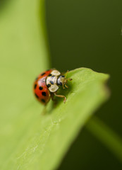Ladybug