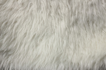 Fur Texture