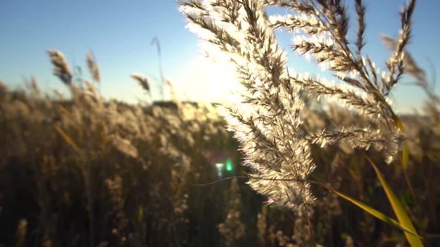 promenade au milieu des roseaux &agrave; plume face au soleil couchant