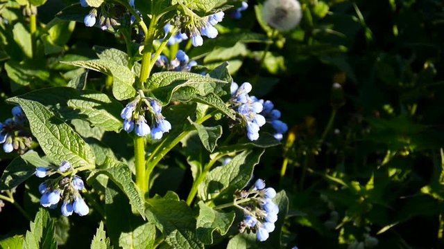 Medical herb Common Comfrey. Symphytum officinale flower on wild meadow. Footage shooting of static camera.
