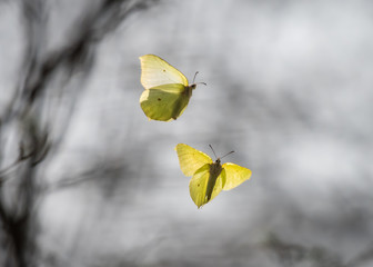 Two common brimstones flying in the air