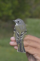 viréo à tête bleue