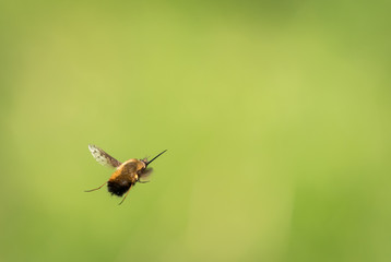 A bee fly flying in front of a blurry green background