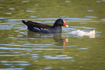 Feeding bread to the moorhen and mallard ducks