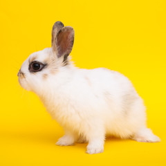 Little rabbit on the yellow background