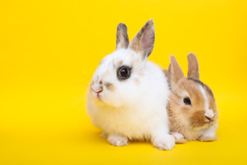 Little rabbit on the yellow background