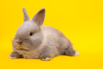Little rabbit on the yellow background