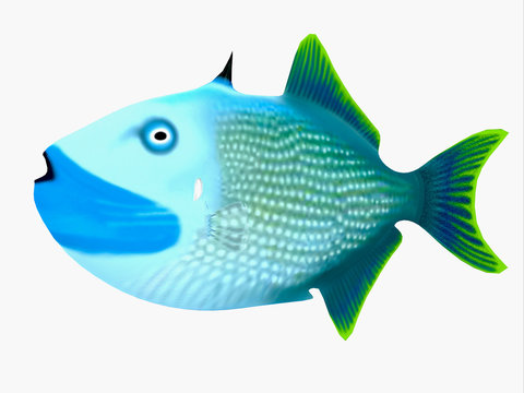 Blue Jaw Triggerfish - The Blue Jaw Triggerfish is a saltwater species reef fish in tropical regions of major oceans.