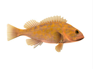 Canary Rockfish - Canary Rockfish spend most of the time among rocky crevices and boulders in the Pacific ocean and eat krill and small fishes. © Catmando