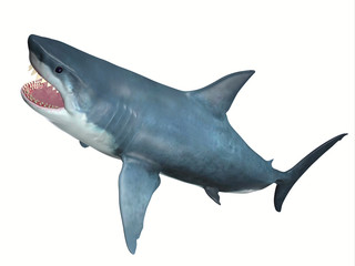 Carnivore Great White Shark - The Great White Shark is one of the largest predators in the ocean and inhabits temperate and warm coastal seas.