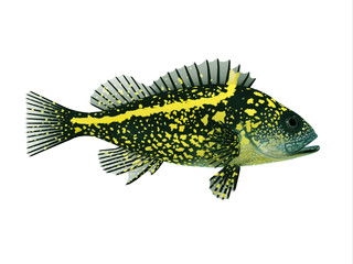 China Rockfish - Rockfish spend most of the time among rocky crevices and boulders in the Pacific ocean and eat crustaceans.