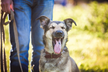 Mixed breed dog portrait close-up