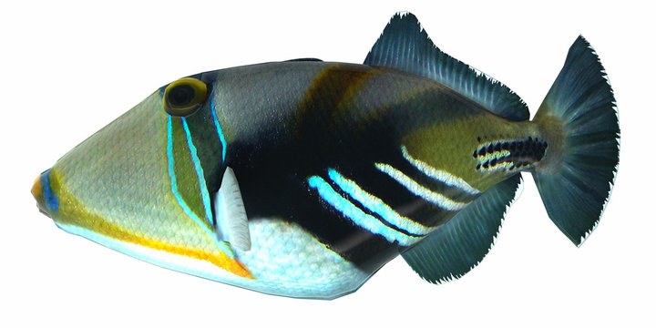Humu Picasso Triggerfish - The Humu Picasso Fish is a saltwater species reef fish in tropical regions of Indo-Pacific oceans.