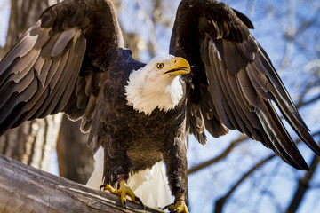 American Bald Eagle in tree