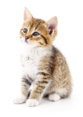 Fototapeta premium Kitten on white background.