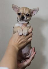 Little puppy, Chihuahua
