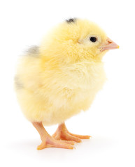 Small yellow chicken