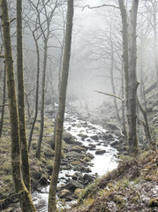 fog and mist in english wodland with a mountain stream running thought it in west yorkshire england