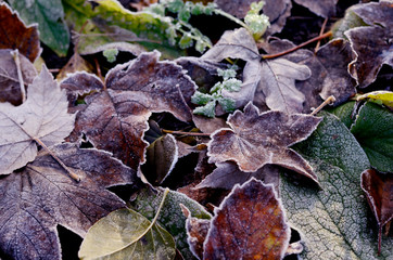 Frosted dry autumn leaves.